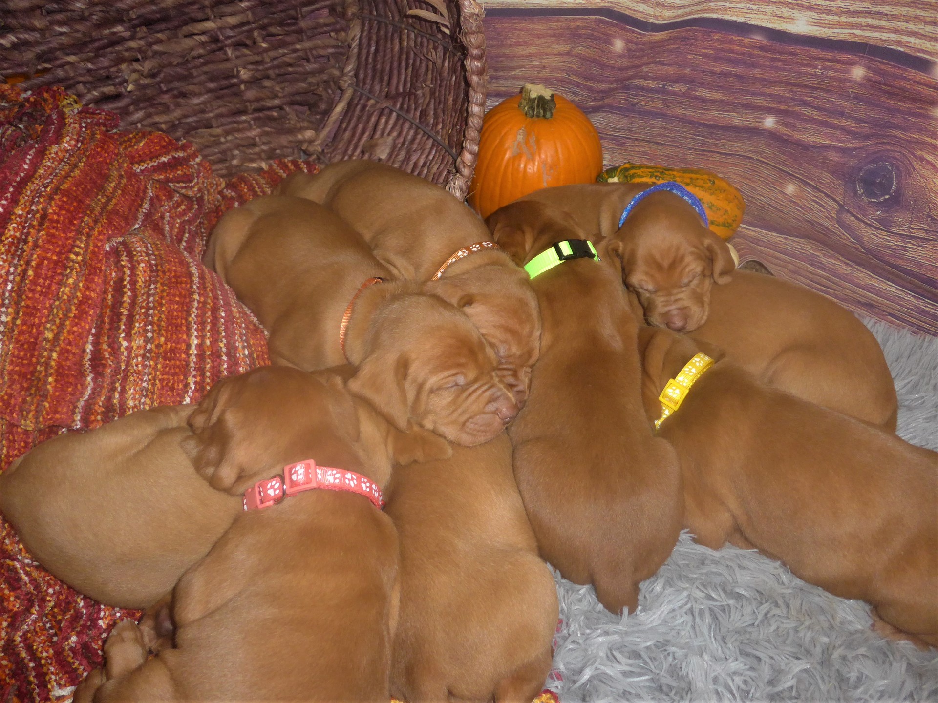 How Much Does A Full Grown Vizsla Weigh